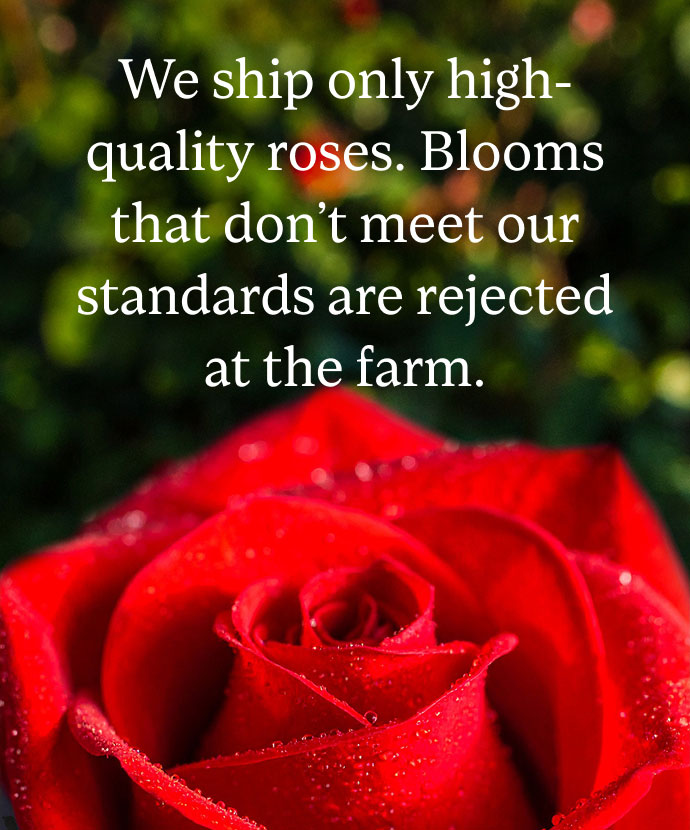 High Quality Roses