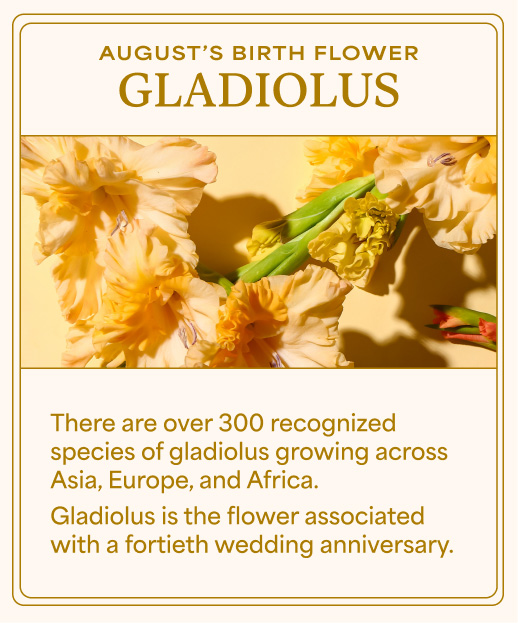 Gladiolus