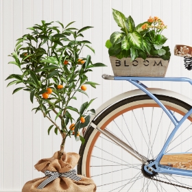 Mother's Day Plants >