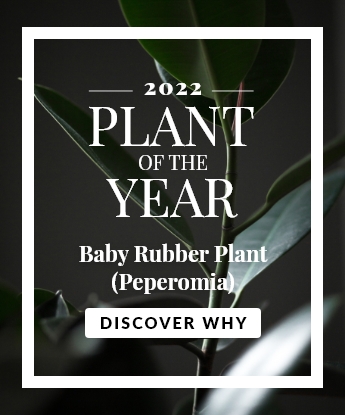 2022 Plant of the Year