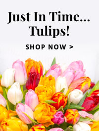 Tulips