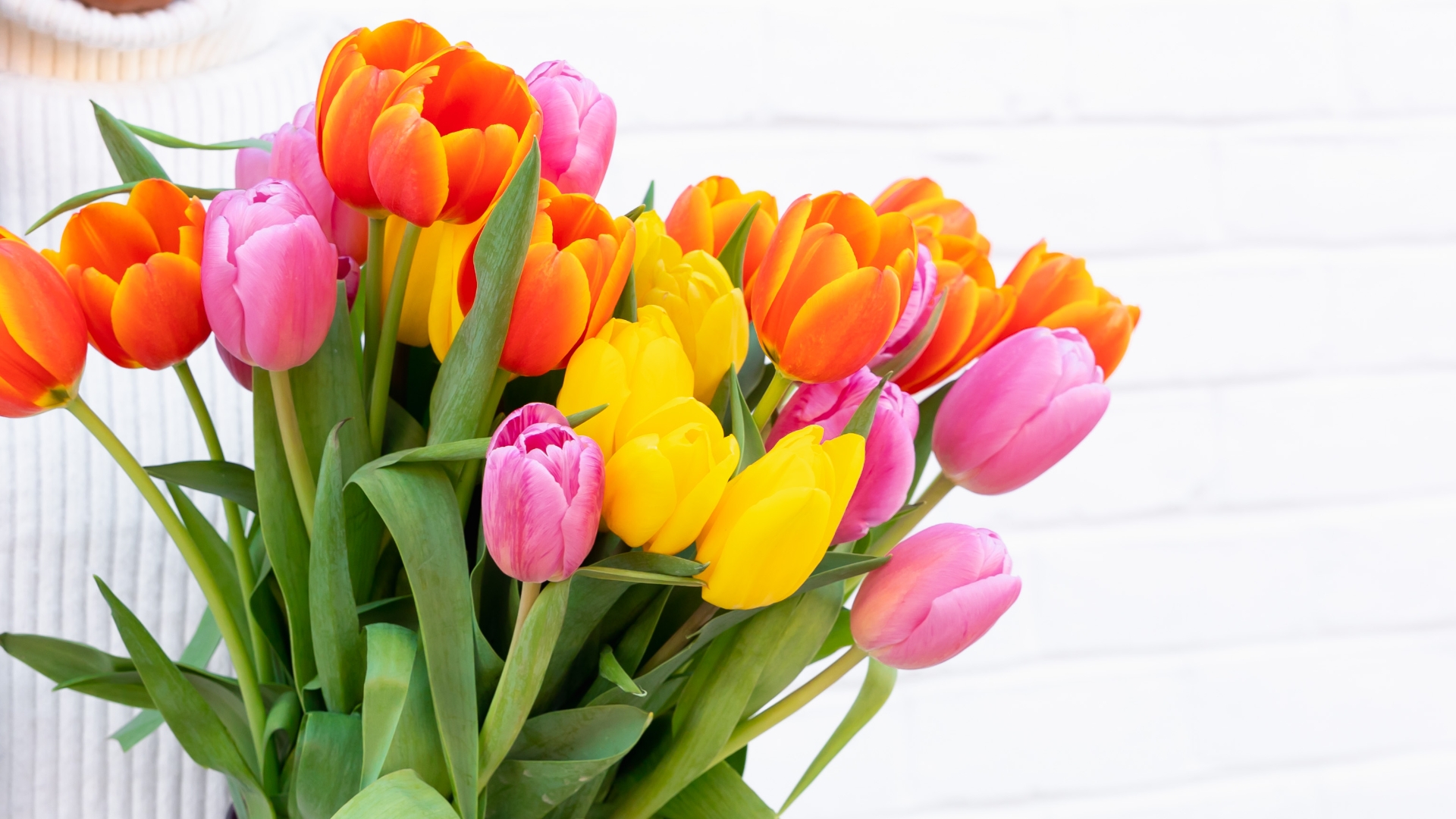 ### Multicolored Tulips ###