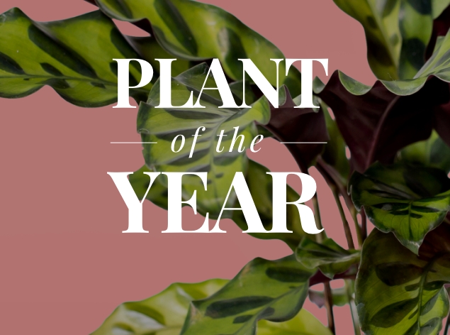House Plants & Indoor Plant Gifts