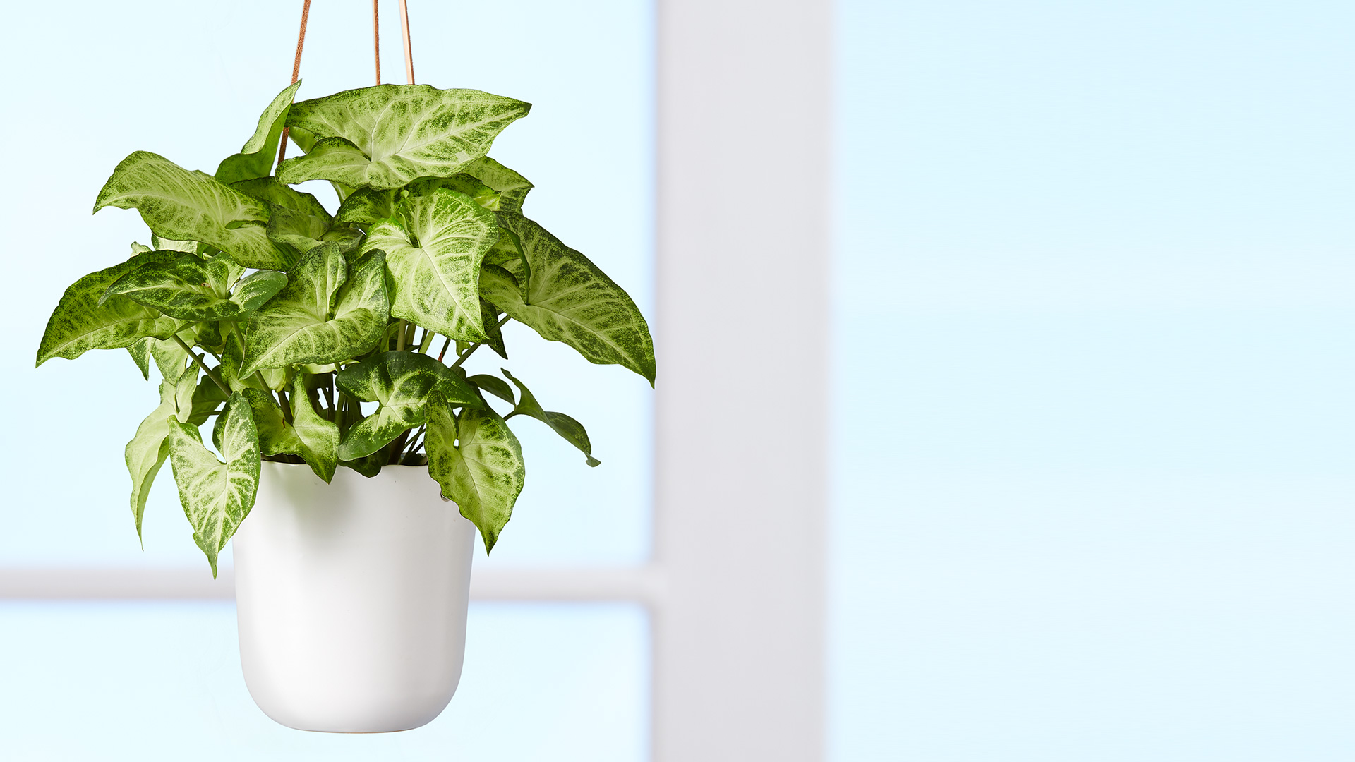### Hanging Plant 2 ###