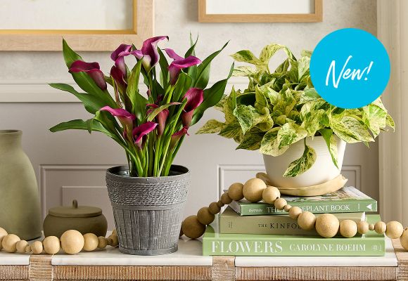 HGTV Plants >