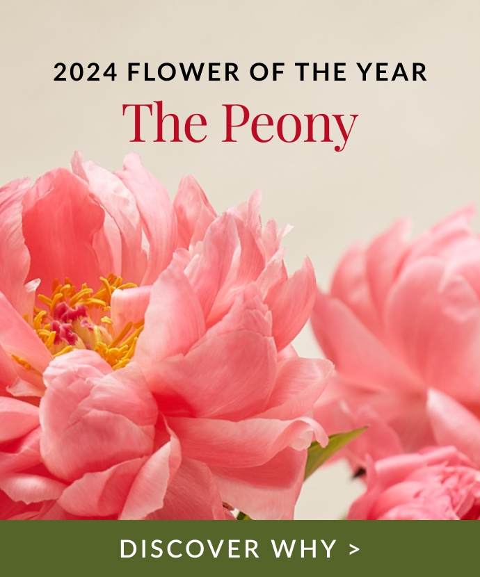Learn More About The 2024 Flower of the Year: Peonies