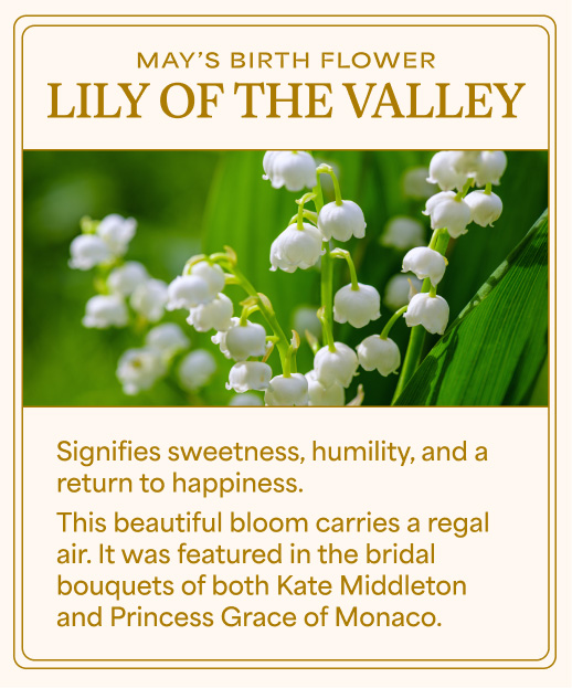 Lily of the Valley