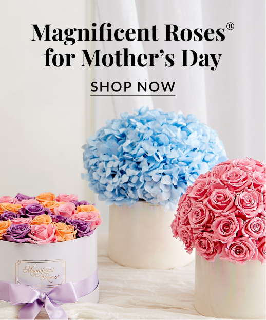 Magnificent Preserved Roses