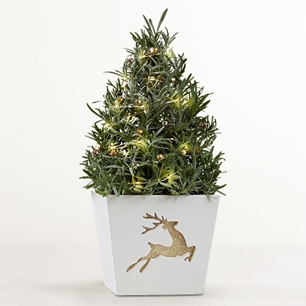 christmas trees silo 158486 440x440