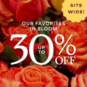 Shop Now >