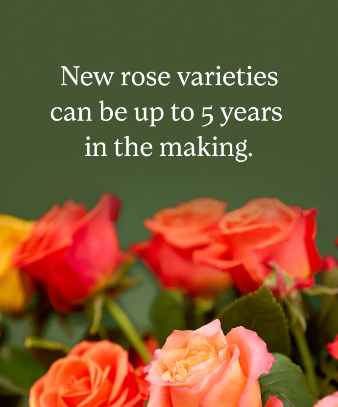 New Rose Varieties
