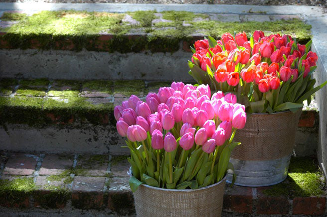 Buckets of Tulips