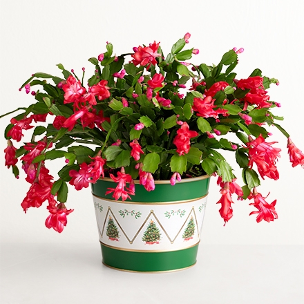 christmas plants silo 158702 440x440