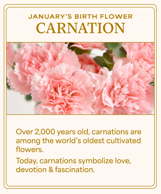 Carnation