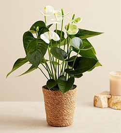 Plant Gifts for Delivery | Plant Gift Baskets | 1800Flowers