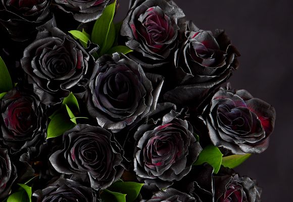 Black Roses >