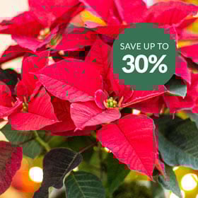 Christmas Plants >