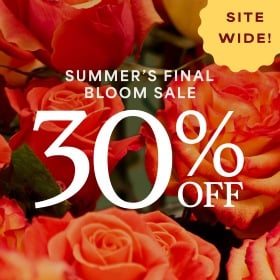 Shop Now >