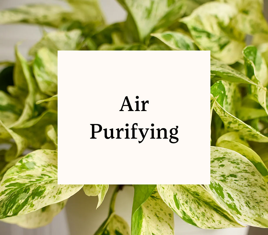 plant-gift-guide-air-purifying-tile-fy25.jpg