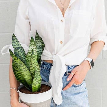 Snake Plant (Sansevieria)