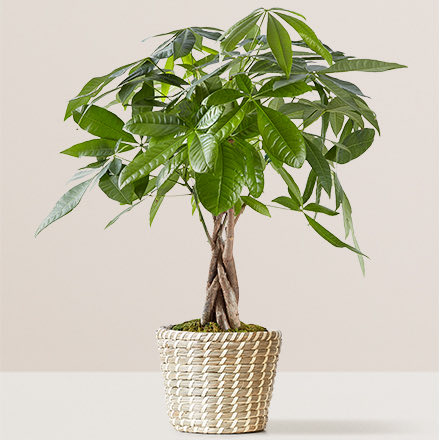 plants-silo-158640-440x400-bg-test.jpg