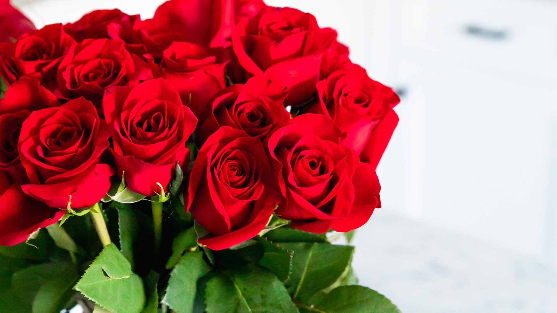 ### Valentine's Roses ###