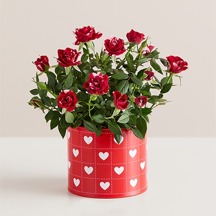 valentines plant delivery silo 158561 440x440