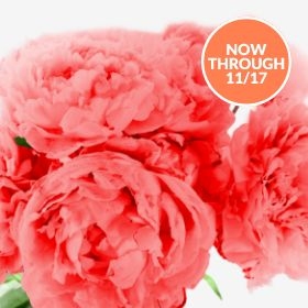 Flowers | Flower Delivery | Fresh Flowers Online | 1-800-Flowers.com