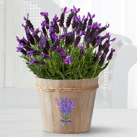 mothers day plants silo 158064 440x440