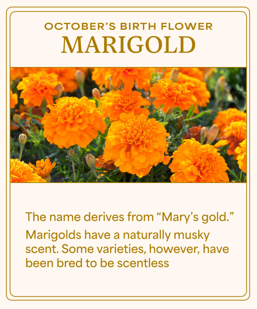 Marigold