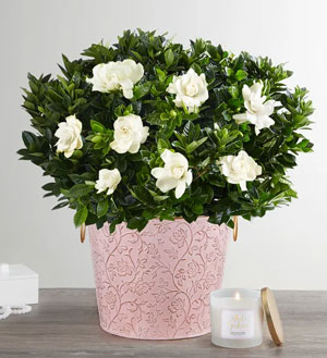 Graceful Gardenia with Candle >