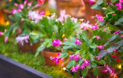 EASY CHRISTMAS CACTUS CARE TIPS >