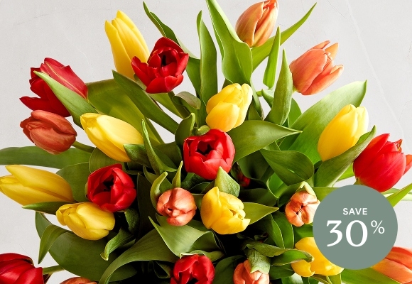 Deal of the Week >