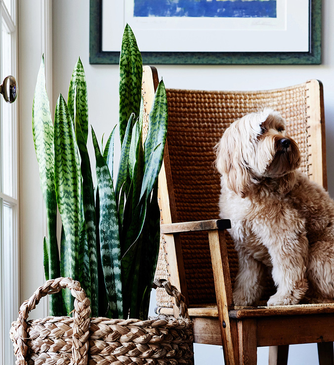 House Plants & Indoor Plant Gifts