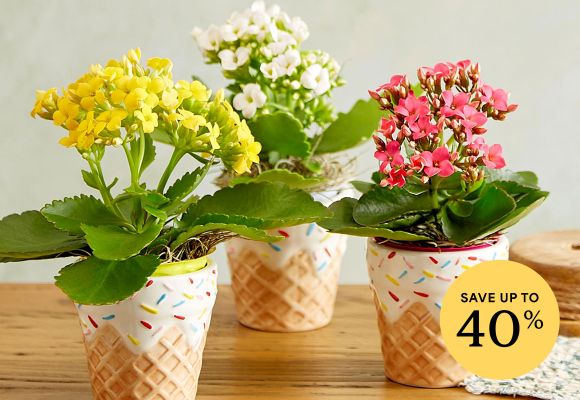 Plant & Garden Sale >