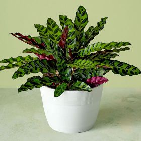 Father’s Day Plants >