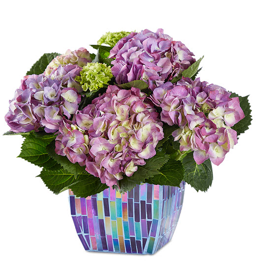 Flowers Flower Delivery Fresh Flowers Online