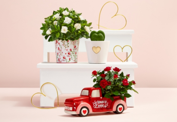 
Valentine's Plants >
