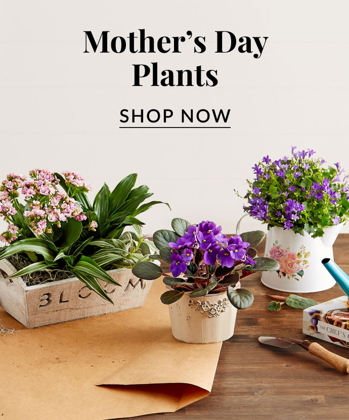 Mother’s Day Plants