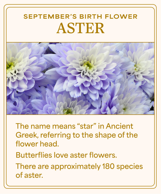 Aster