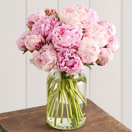 peonies silo 191237 440x440