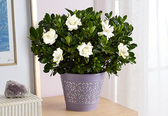 Mother’s Day Plants >