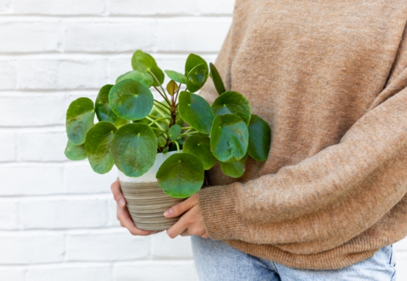 Conversation Roses ™ Happy Birthday | 1800flowers.com