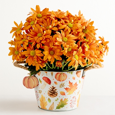 plants-158658-silo-440x440.jpg