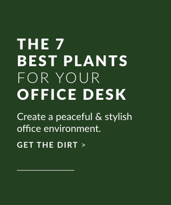 The 7 Best Plants For Your Office