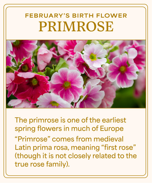 Primrose