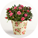 hp reviews classic budding rose 101980