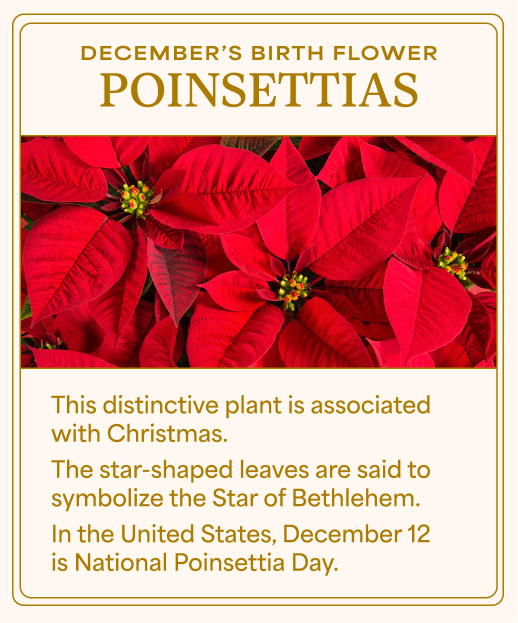 Poinsettias