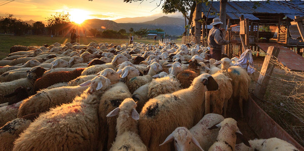 A flock of sheep and a man in a rural area