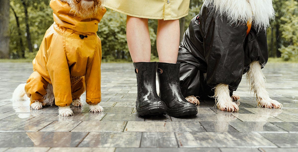 Femme promenant ses chiens sous la pluie